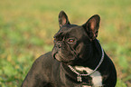 french bulldog Portrait