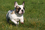 running french bulldog