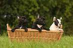 Franzsische Bulldogge puppy