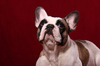 French Bulldog portrait