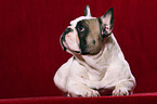 lying French Bulldog