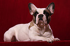 lying French Bulldog