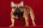 standing French Bulldog