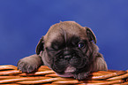 French Bulldog Puppy