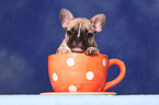 French Bulld puppy in cup