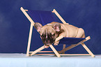 French Bull puppy at deckchair