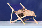 French Bull puppy at deckchair
