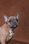 French Bulldog Portrait