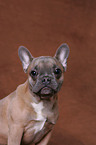 French Bulldog Portrait