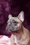 French Bulldog Portrait