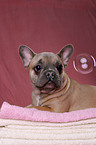 French Bulldog