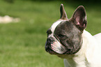 French Bulldog Portrait