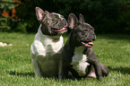 French Bulldogs