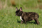 young french bulldog