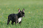 young french bulldog