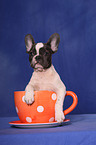 French Bulld puppy in cup