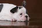 lying French Bulldog puppy