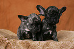 French Bulldog puppies