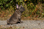 French Bulldog Puppy