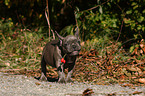 French Bulldog Puppy