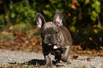 French Bulldog Puppy