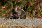 French Bulldog Puppy