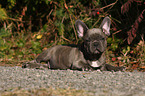 French Bulldog Puppy