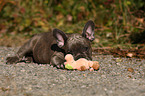 French Bulldog Puppy