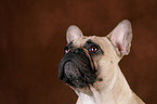 French Bulldog Portrait