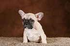 French Bulldog Puppy