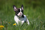 French Bulldog Puppy