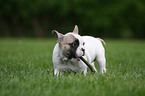 French Bulldog Puppy