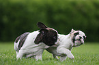 French Bulldog Puppies