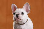 French Bulldog Portrait