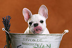 young French Bulldog