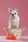 young French Bulldog