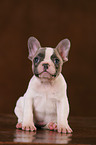 French Bulldog Puppy