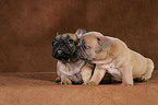 French Bulldog Puppies