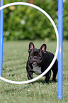 French Bulldog at agility