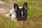 French Bulldog