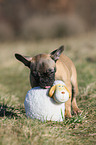 French Bulldog