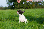 French Bulldog Puppy