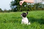 French Bulldog Puppy