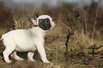 French Bulldog Puppy