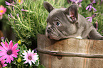 French Bulldog Puppy