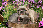 French Bulldog Puppies