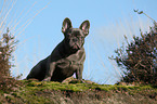 sitting French Bulldog