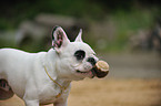 French Bulldog Portrait