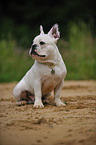 sitting French Bulldog