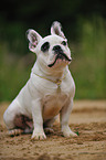 sitting French Bulldog